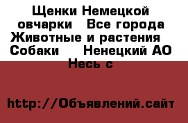 Щенки Немецкой овчарки - Все города Животные и растения » Собаки   . Ненецкий АО,Несь с.